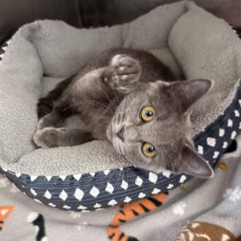 Smokey Shout -  Domestic Short Hair Cat for Adoption in Oconto, Wisconsin - Smokey Shout | PetCurious