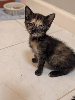 Abby Cadabby -  Domestic Short Hair Cat for Adoption in Lake Wylie, South Carolina - Abby Cadabby | PetCurious