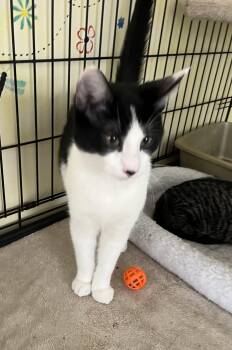 Domestic Short Hair Cats Available for Adoption - Percival Shewman (handsome Boy!) | PetCurious