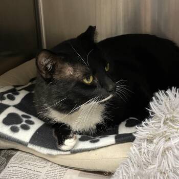 American Shorthair Cats Available for Adoption - Yukon | PetCurious