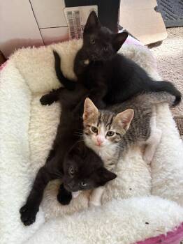 Domestic Short Hair Cats Available for Adoption in Herndon, Virginia - Aspen | PetCurious