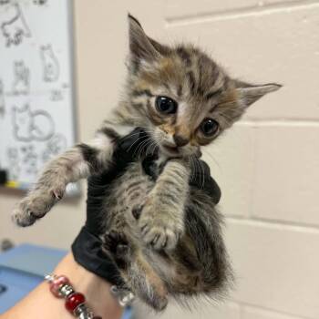Spruce -  Domestic Short Hair Cat for Adoption in Reno, Nevada - Spruce | PetCurious