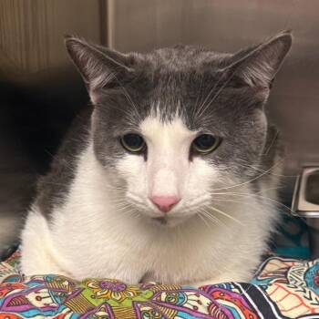 Domestic Short Hair Cats Available for Adoption in Birmingham, Alabama - Ace | PetCurious