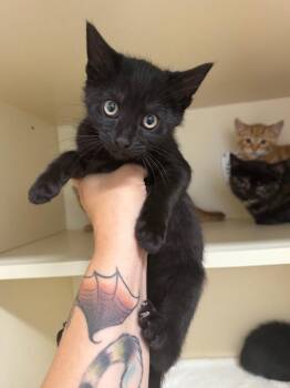 Goodbye -  Domestic Short Hair Cat for Adoption in Bloomington, Indiana - Goodbye | PetCurious