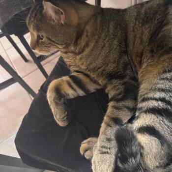Rockee -  Domestic Short Hair Cat for Adoption in New York, New York - Rockee | PetCurious