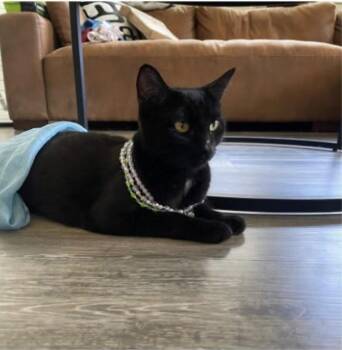Lisa P. -  Domestic Short Hair Cat for Adoption in Eugene, Oregon - Lisa P. | PetCurious