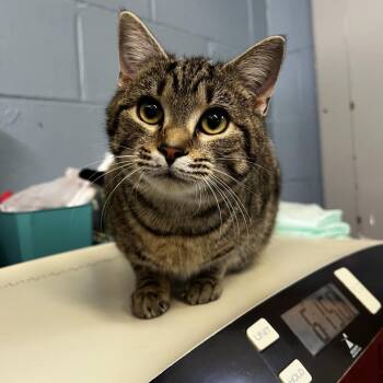 Domestic Short Hair Cats Available for Adoption - Pebbles | PetCurious