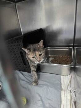 Rescue Domestic Short Hair Cats for Adoption in Portsmouth, Virginia - Small Feelings | PetCurious