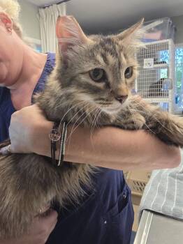 Angie -  Domestic Medium Hair Cat for Adoption in Vancouver, Washington - Angie | PetCurious