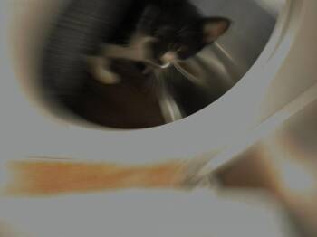 Corey -  Domestic Short Hair Cat for Adoption in Athens, Tennessee - Corey | PetCurious