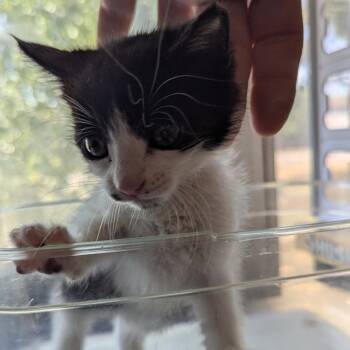 Rescue Domestic Short Hair Cats for Adoption in San Antonio, Texas - Dalia | PetCurious