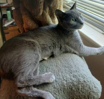 Hester -  Domestic Short Hair Cat for Adoption in Chicago, Illinois - Hester | PetCurious