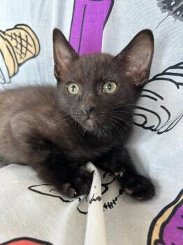 Torch -  Domestic Short Hair Cat for Adoption in Corpus Christi, Texas - Torch | PetCurious