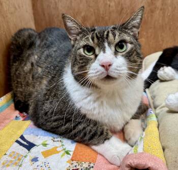 Rescue Domestic Short Hair Cats for Adoption in Seven Valleys, Pennsylvania - Darnell | PetCurious