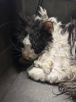 PRINCE ANTONY -  Domestic Medium Hair Cat for Adoption in Las Vegas, Nevada - PRINCE ANTONY | PetCurious