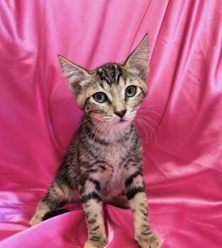 JILL -  Domestic Short Hair Cat for Adoption in Rowland Heights, California - JILL | PetCurious