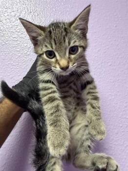 61261704 -  Domestic Short Hair Cat for Adoption in El Paso, Texas - 61261704 | PetCurious