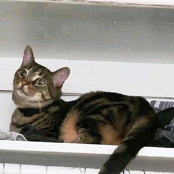 Hades -  Tabby Cat Available for Adoption in Millcreek, Utah - Hades | PetCurious