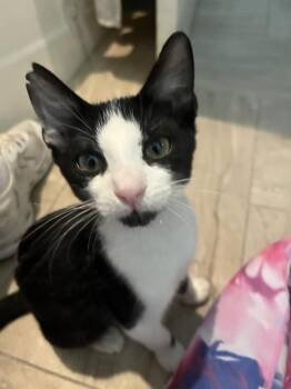 Ernie -  American Shorthair Cat for Adoption in Tampa, Florida - Ernie | PetCurious