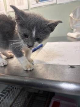 Domestic Short Hair Cats Available for Adoption in Picayune, Mississippi - Bonita | PetCurious