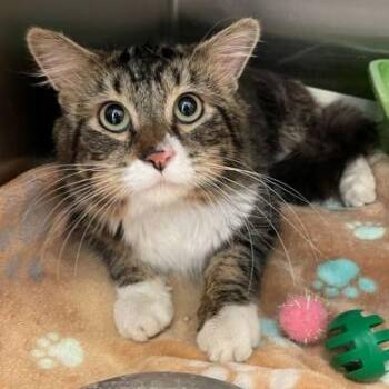 Evan -  Domestic Medium Hair Cat for Adoption in Rochester, Minnesota - Evan | PetCurious