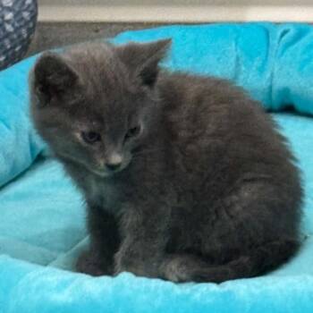 Rumi C11551 -  Domestic Short Hair Cat for Adoption - Rumi C11551 | PetCurious
