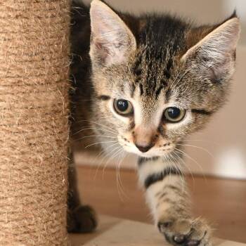 Spitzk1_2_3 -  Domestic Short Hair Cat for Adoption in Natick, Massachusetts - Spitzk1_2_3 | PetCurious