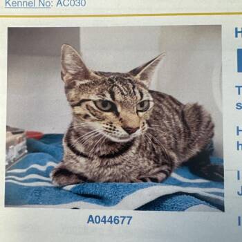 Peaches -  Domestic Short Hair Cat for Adoption in Lake Jackson, Texas - Peaches | PetCurious