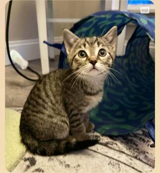 Domestic Short Hair Cats Available for Adoption - Elovie | PetCurious