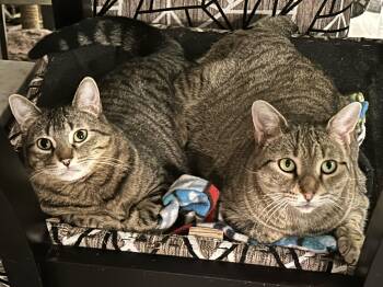 Domestic Short Hair Cats Available for Adoption - Tofu *MUST BE ADOPTED WITH TANZY* | PetCurious