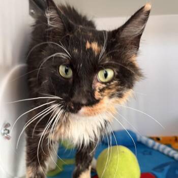 Giselle -  Domestic Short Hair Cat for Adoption in Kanab, Utah - Giselle | PetCurious