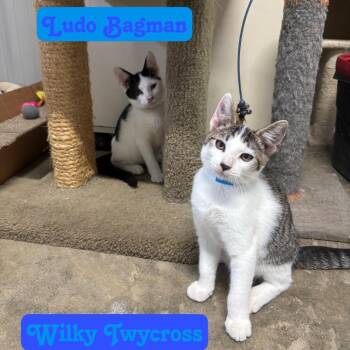 Ludo Bagman -  Domestic Short Hair Cat for Adoption in Hillsboro, Ohio - Ludo Bagman | PetCurious