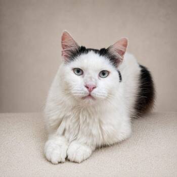 Turkish Van Cats Available for Adoption in Miami, Florida - Mozart | PetCurious