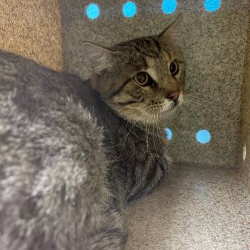 Charleston -  Domestic Short Hair Cat for Adoption in Cheyenne, Wyoming - Charleston | PetCurious