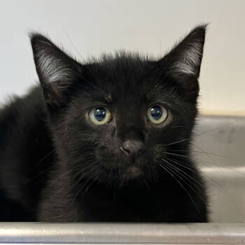 Rescue Domestic Short Hair Cats for Adoption in Oakland, California - Channing (bonded W/ Bowditch) | PetCurious