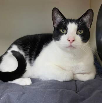 Moto Moto -  Domestic Short Hair Cat for Adoption in Bloomington, Indiana - Moto Moto | PetCurious