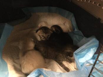 Domestic Short Hair Cats Available for Adoption - A1871009 | PetCurious