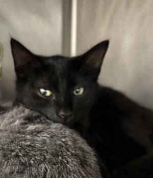 Boudreaux -  Domestic Short Hair Cat for Adoption in Austin, Texas - Boudreaux | PetCurious