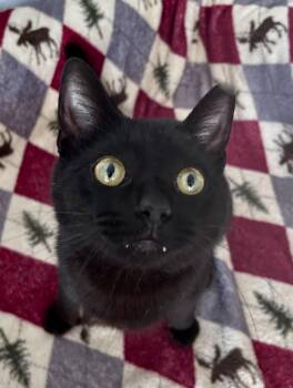 Woody -  Domestic Short Hair Cat for Adoption in Grand Rapids, Michigan - Woody | PetCurious