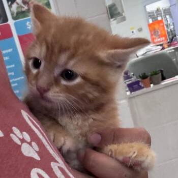Tamalito -  Domestic Short Hair Cat for Adoption in Indianapolis, Indiana - Tamalito | PetCurious