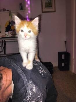 Domestic Long Hair Cats Available for Adoption in Pueblo, Colorado - BRUTUS | PetCurious