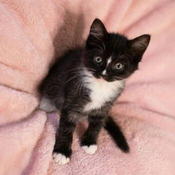Tux -  Domestic Short Hair Cat for Adoption in Cumming, Georgia - Tux | PetCurious