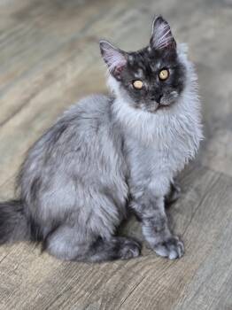 Maine Coon male -  Maine Coon Cat for Sale in Palm Coast, Florida - Maine Coon Male | PetCurious