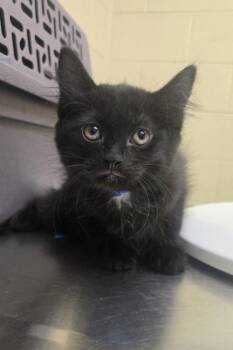 Domestic Short Hair Cats Available for Adoption in Westland, Michigan - Malt | PetCurious