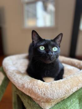 Rescue Domestic Short Hair Cats for Adoption in Los Angeles, California - Alina | PetCurious