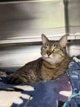 Dana -  Domestic Short Hair Cat Available for Adoption in Manitowoc, Wisconsin - Dana | PetCurious
