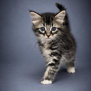 Stella -  Domestic Medium Hair Cat for Adoption in Newport, Tennessee - Stella | PetCurious