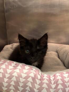 Sadie -  Domestic Medium Hair Cat for Adoption in Port Jervis, New York - Sadie | PetCurious