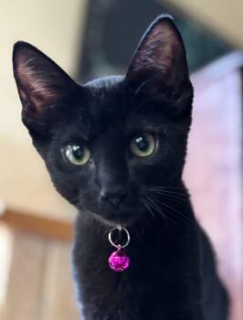 Rescue Domestic Short Hair Cats for Adoption in Tustin, California - Cairo | PetCurious