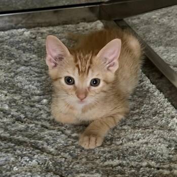 Quito -  Domestic Medium Hair Cat for Adoption in Long Beach, California - Quito | PetCurious